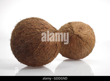 Coconut, cocos nucifera, Fruits against White Background Stock Photo