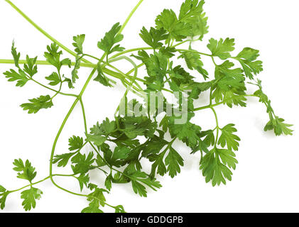 Chervil, anthriscus cerefolium, Aromatic Plant against White Background Stock Photo