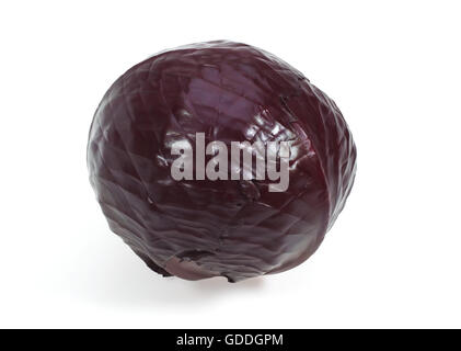 Red Cabbage, brassica oleracea, Vegetable against White Background Stock Photo