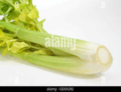 Celery, apium graveolens dulce against White Background Stock Photo