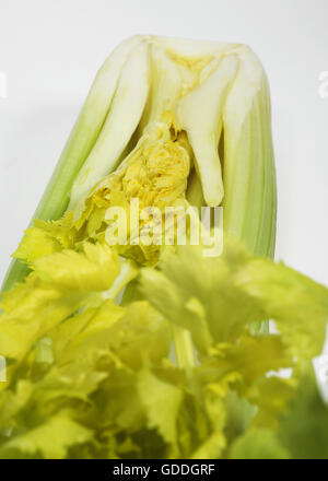 Celery, apium graveolens dulce against White Background Stock Photo