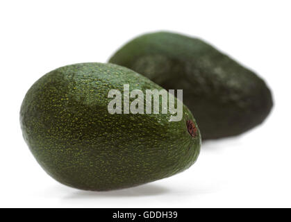 AVOCADO persea gratissima AGAINST WHITE BACKGROUND Stock Photo