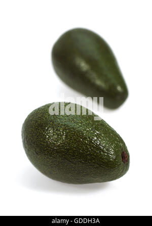 AVOCADO persea gratissima AGAINST WHITE BACKGROUND Stock Photo