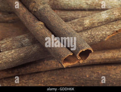 Chinese Cinnamon or Cassia Cinnamon,  cinnamomum aromaticum Stock Photo