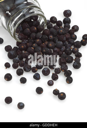 JUNIPER BERRIES AGAINST WHITE BACKGROUND Stock Photo