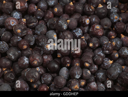 JUNIPER BERRIES Stock Photo