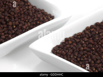 GRAINS OF PARADISE aframomum melegueta, AFRICAN SPICE Stock Photo