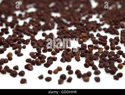 GRAINS OF PARADISE aframomum melegueta, AFRICAN SPICE Stock Photo