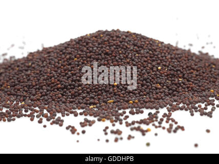 Black Mustard Seeds, sinapis nigra, Dry Seeds against White Background Stock Photo