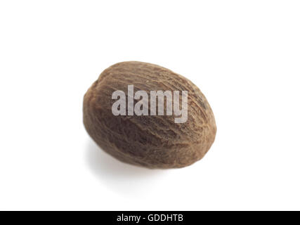 Nutmeg, myristica fragrans  against White Background Stock Photo