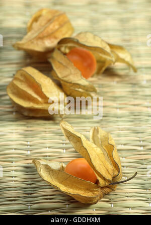 Chinese Lantern Fruit, physalis alkekengi Stock Photo