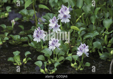 Water Hyacinth, eichhornia crassipes, Covering River, Malaysia Stock Photo