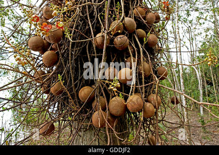 Tarapan Canonball Tree, couroupita guianensis, Irinoco Delta in Venezuela Stock Photo