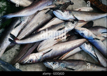 Sardine, sardina pilchardus, Fresh Fishes against Stock Photo