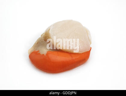 FRESH SCALLOP pecten maximus AGAINST WHITE BACKGROUND Stock Photo