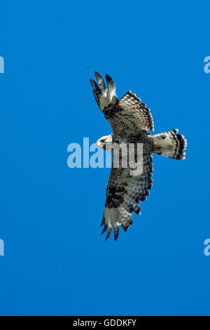 rough legged hawk,Buteo lagopus,national petroleum reserve,northwest Alaska Stock Photo