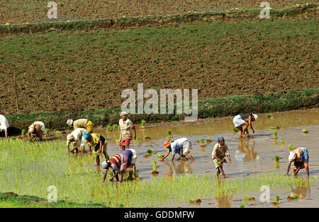 Women working in Rice Plantations South India Kerala Village Life Stock ...