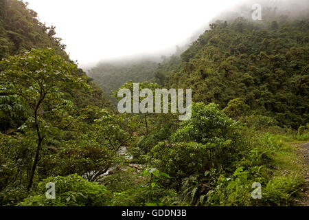 Rainforest in Manu National Park, Peru Stock Photo