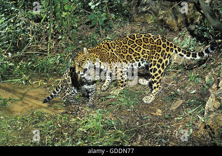 Jaguar, panthera onca, Mother and Cub Stock Photo