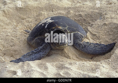 Loggerhead Sea Turtle, caretta caretta, Female covering Eggs with Sand after Laying, Australia Stock Photo