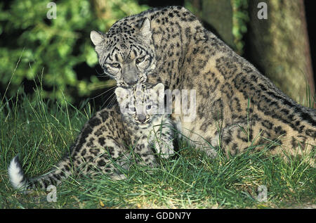 Snow Leopard or Ounce, uncia uncia, Mother and Cub Stock Photo