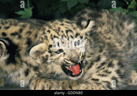 Snow Leopard or Ounce, uncia uncia, Cub with Open Mouth Stock Photo