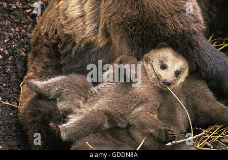 Brown Bear, ursus arctos, Mother and Cub Stock Photo