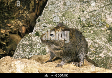 Degu or Chilean Rat, octodon degus Stock Photo