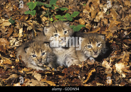 European Lynx, felis lynx, Cub Stock Photo