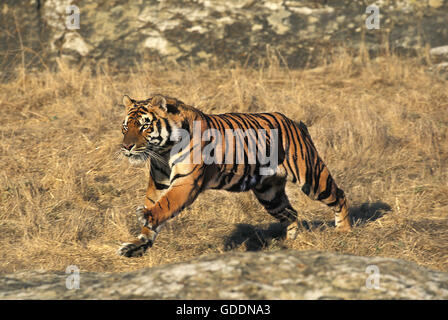 Bengal Tiger,  panthera tigris tigris, Adult Running Stock Photo