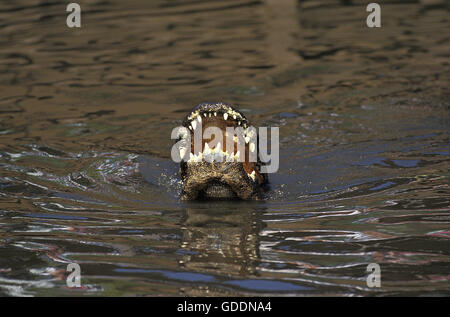 American Alligator, alligator mississipiensis, Adult with Open Mouth Stock Photo