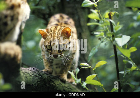 Leopard Cat, prionailurus bengalensis, Adult Stock Photo