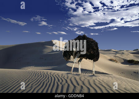 Ostrich, struthio camelus, Male head in sand, Namibie, Composite image Stock Photo