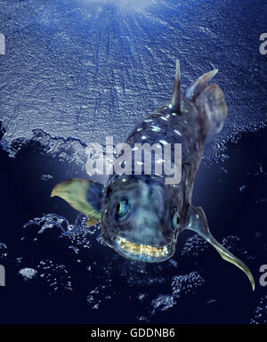 Coelacanth, latimeria chalumnae Stock Photo