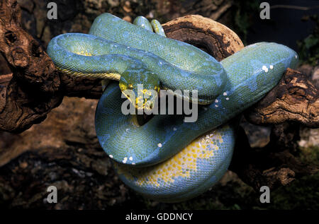 Green Tree Python, morelia viridis Stock Photo