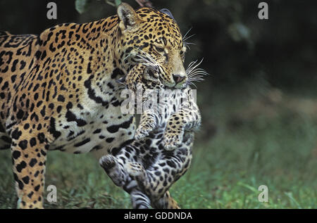 Jaguar, panthera onca, Mother carrying Cub in its Mouth Stock Photo