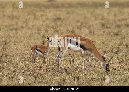 Thomson's Gazelle, gazella thomsoni, Mother and Young, Masai Mara Park in Kenya Stock Photo