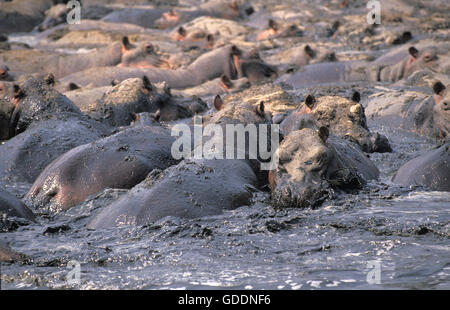 Hippopotamus, hippopotamus amphibius, Group standing near Lake, Virunga Park in Congo Stock Photo