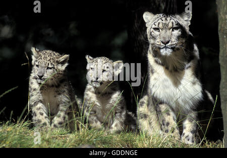 Snow Leopard or Ounce, uncia uncia, Mother and Cub Stock Photo