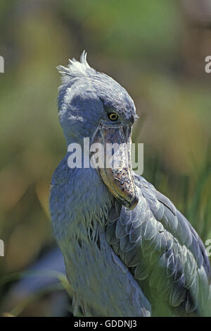 Shoebill Stork or Whale-Headed Stork, balaeniceps rex Stock Photo