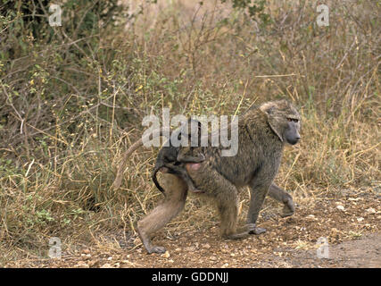 Olive Baboon, papio anubis, Mother carrying Young, Masai Mara Park in Kenya Stock Photo