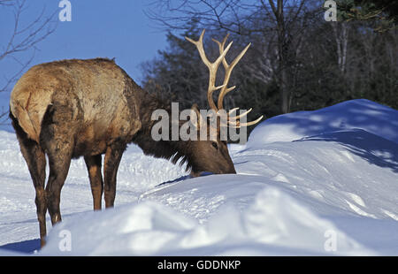 Rocky Mountain Elk or Rocky Mountain Wapiti, cervus canadensis nelsoni, Stag on Snow, Yellowstone Park in Wyoming Stock Photo