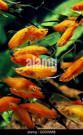 Swordtail Fish, xiphophorus helleri Stock Photo