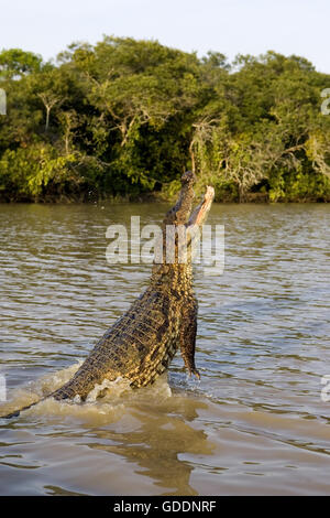 Spectacled Caiman, caiman crocodilus, Adult Jumping in River, Los Lianos in Venezuela Stock Photo