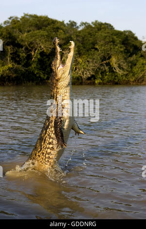 Spectacled Caiman, caiman crocodilus, Adult Jumping in River, Los Lianos in Venezuela Stock Photo