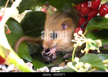 Common Dormouse, muscardinus avellanarius, Normandy Stock Photo