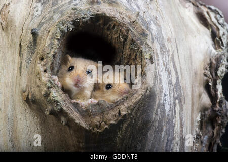 Common Dormouse, muscardinus avellanarius, Normandy Stock Photo