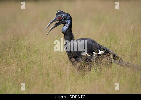 Abyssian Ground Hornbill or Northern Ground Hornbill, bucorvus abyssinicus, Masai Mara Park in Kenya Stock Photo