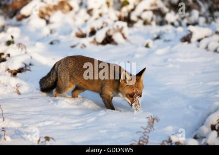 Red Fox, vulpes vulpes, Adult on Snow, Normandy Stock Photo