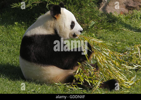 Giant Panda, ailuropoda melanoleuca, adult eating Bamboo Leaves Stock Photo